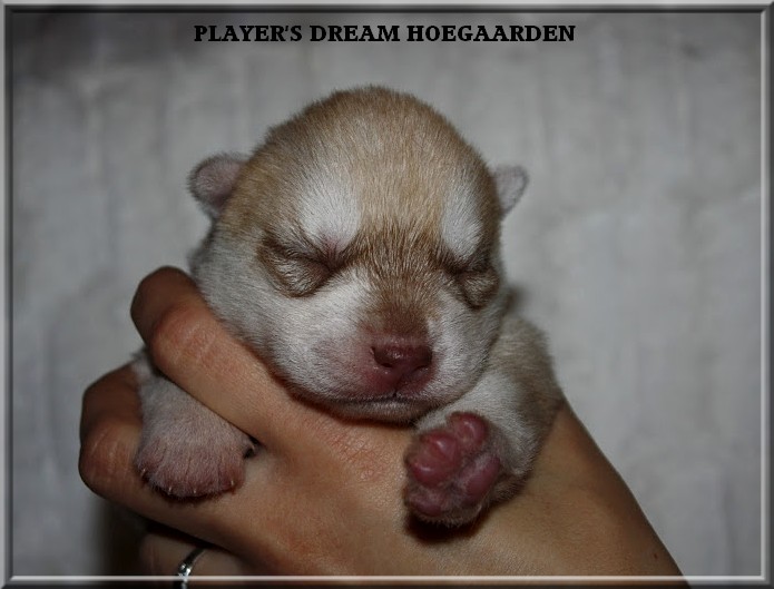 Player's Dream Hoegaarden
