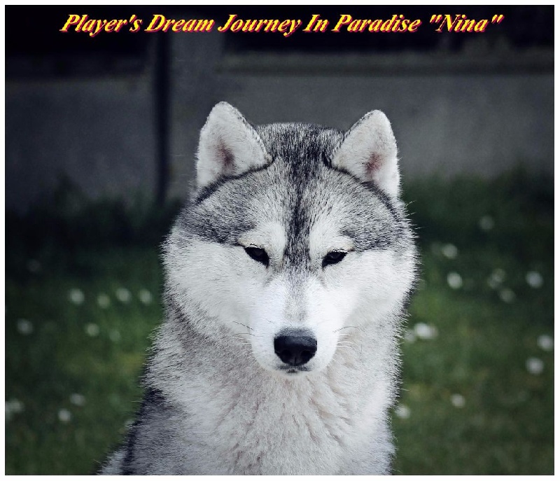 CH. Player's Dream Journey in paradise