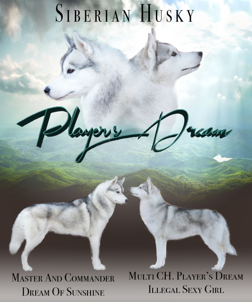 Player's Dream - Siberian Husky - Portée née le 29/03/2019