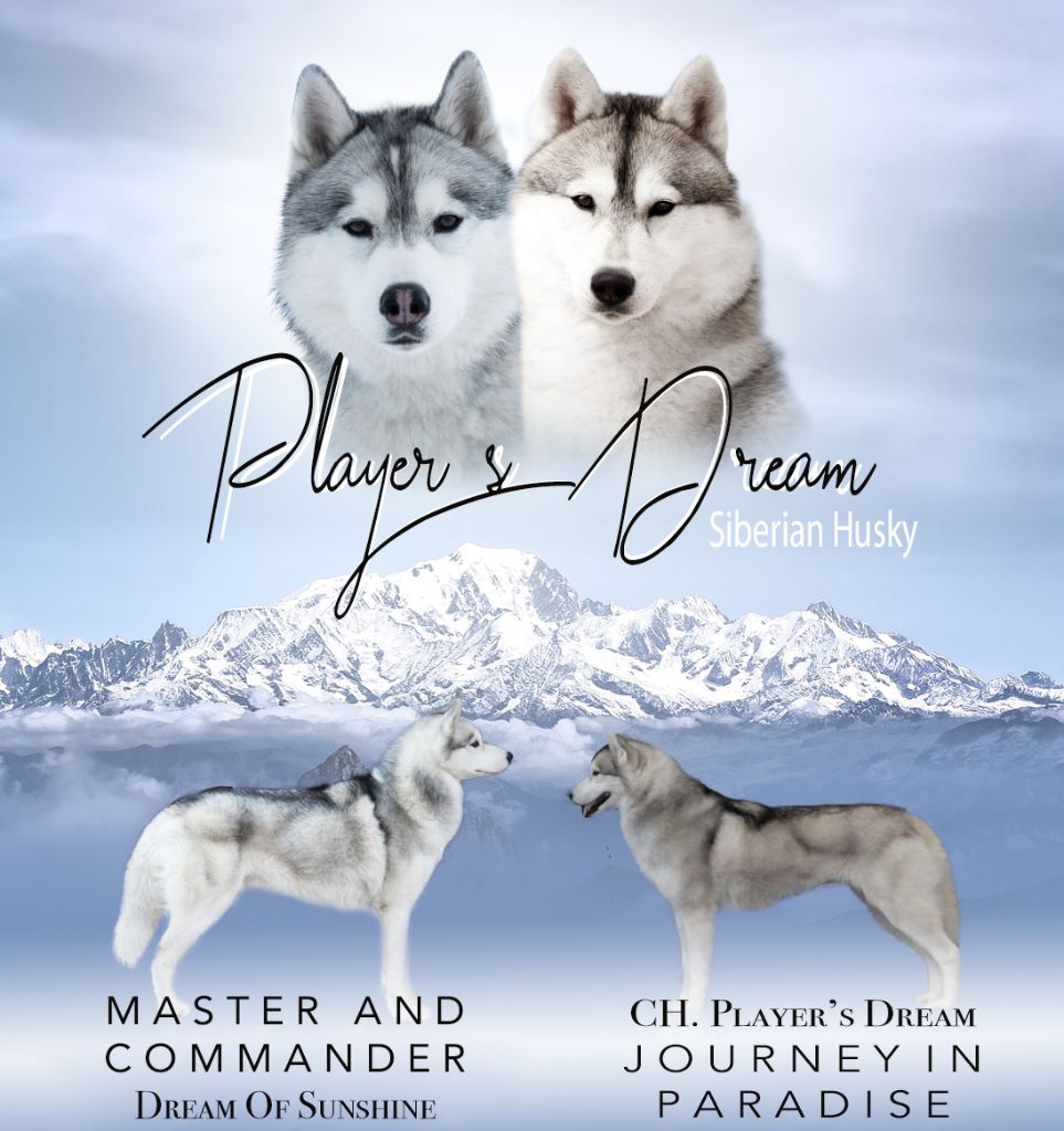 chiot Siberian Husky Player's Dream