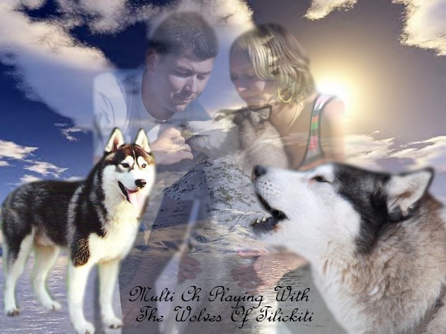 CH. Playing with the wolves Of tilickiti