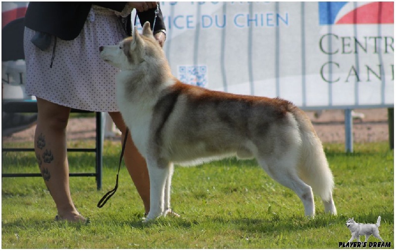CH. Baby chock Of tilickiti