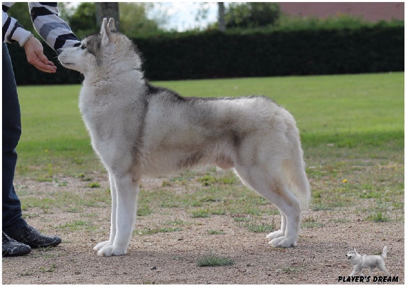 CH. Arizona star is born Of tilickiti