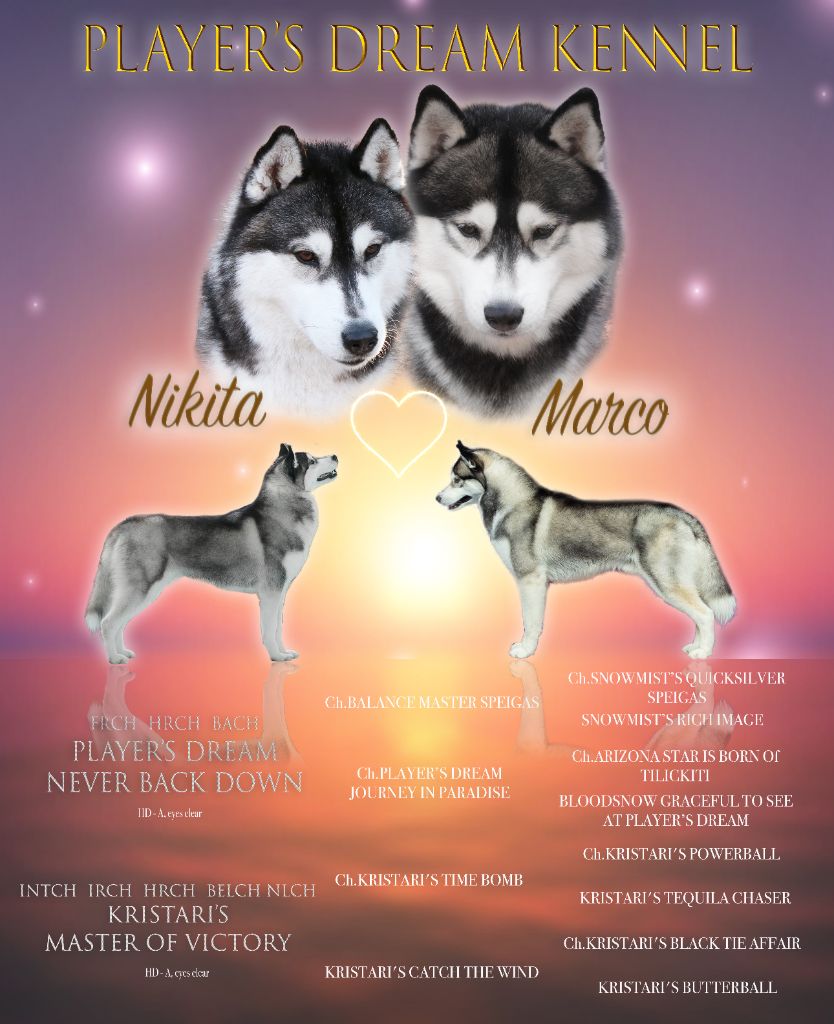 Player's Dream - Siberian Husky - Portée née le 06/04/2020